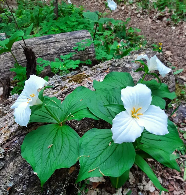 Arcadia Dunes: The C.S. Mott Nature Preserve