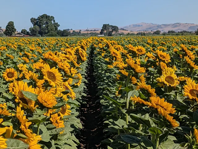 LJB Farms Pumpkin Patch