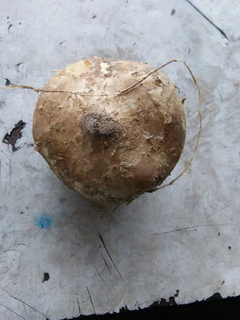 Diana Bar And Restaurant