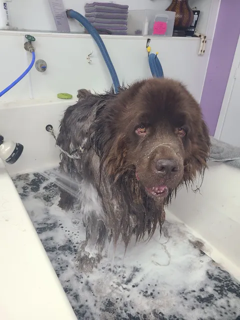 A Dog's Life Self Serve & Professional Grooming