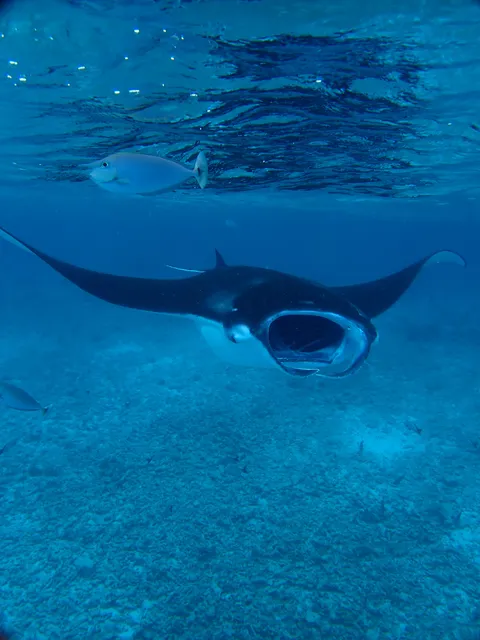 Hanifaru Bay Manta and Whale Shark Point