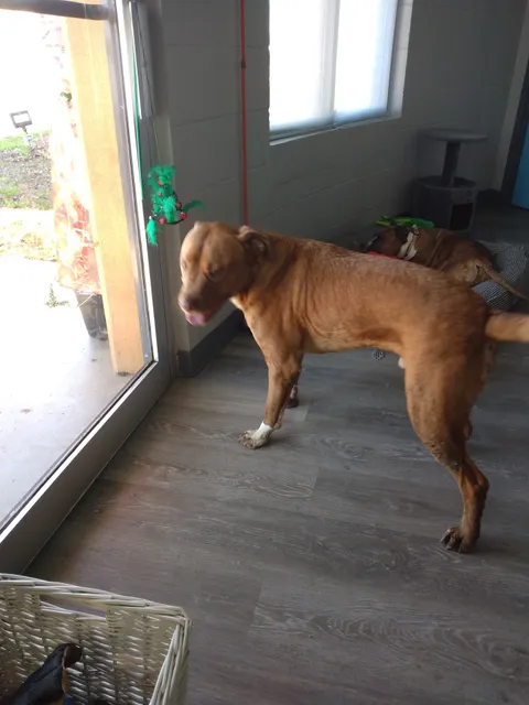 FURGIVEN Animal Sanctuary