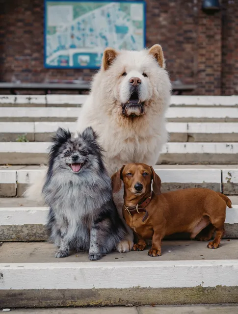 King's Dog Daycare (Groomer, Dog Cafe, Wine Bar)