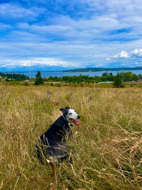 Greenbank Off-Leash Area