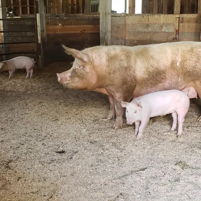 Thibodeau's Achen' Bacon Farm
