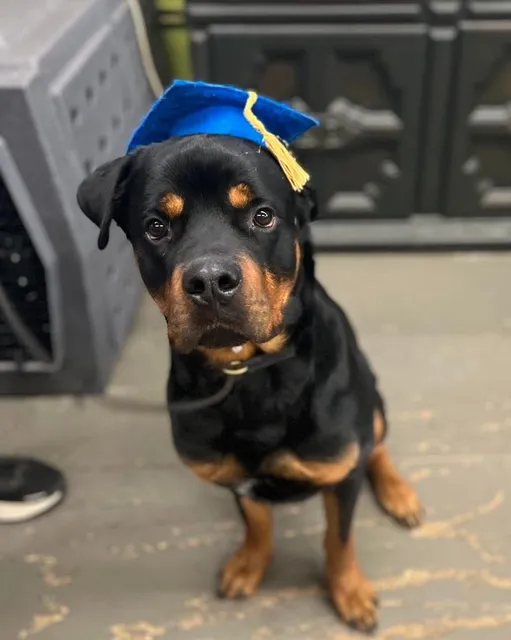 Bark Avenue Playcare Inc