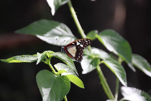 Jozani Butterfly & Boutique