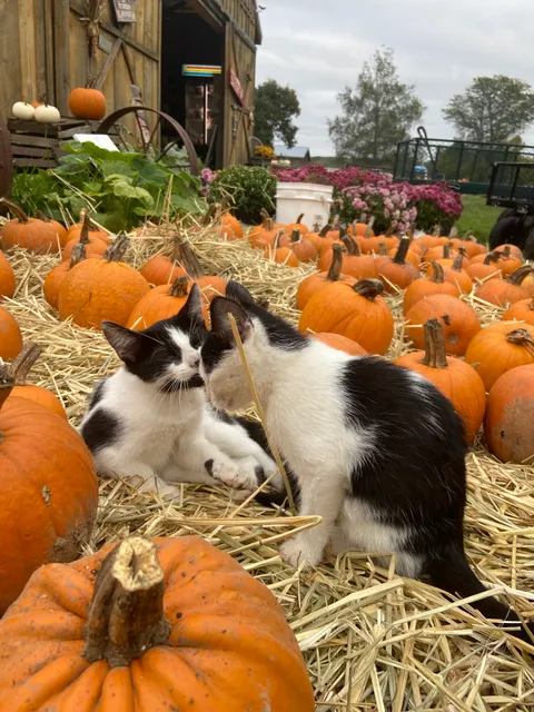 Coyle's Pumpkin Ranch And Farm