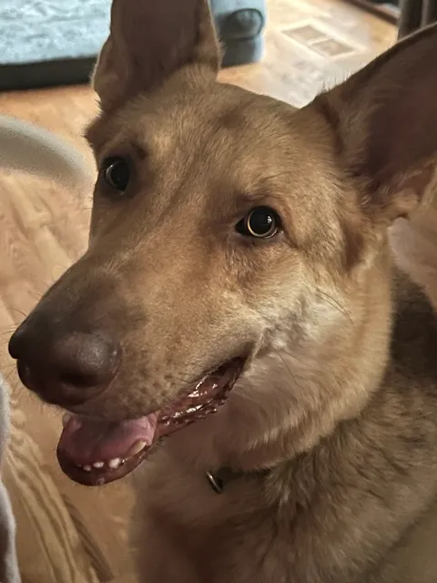 CLEAR CREEK DOG RESORT