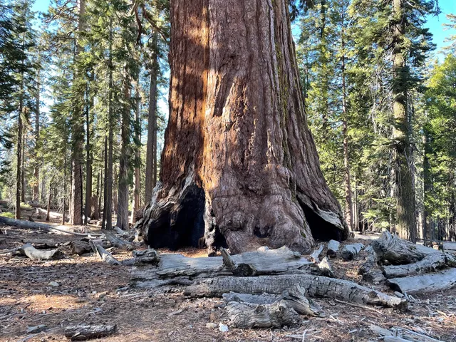 Mariposa Grove Arrival Area Trailhead