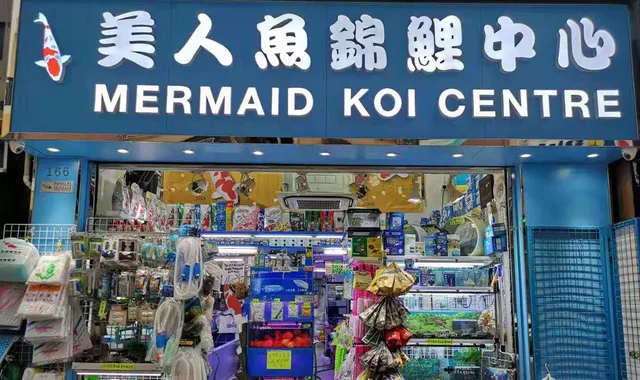 美人魚錦鯉中心