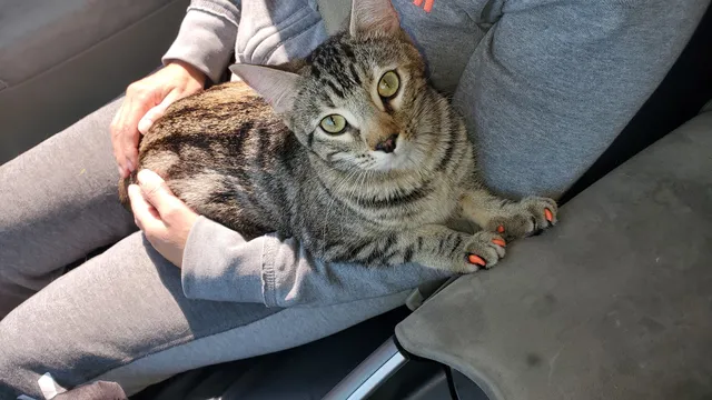 San Gabriel Valley Humane Society