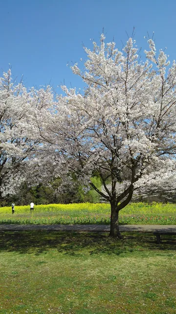 ろまんちっく村 にぎわい広場