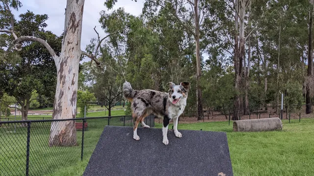 Victoria Park / Barrambin Off-Leash Dog Park