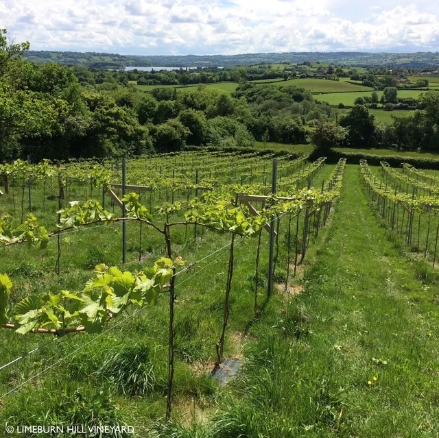 Limeburn Hill Vineyard