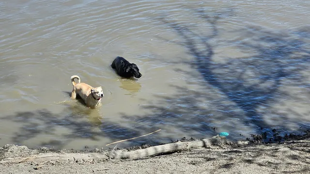 Maple Grove Dog Park