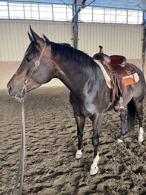 North Jersey Equestrian Center