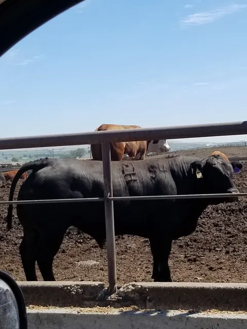 Post 5 Cattle Feeders