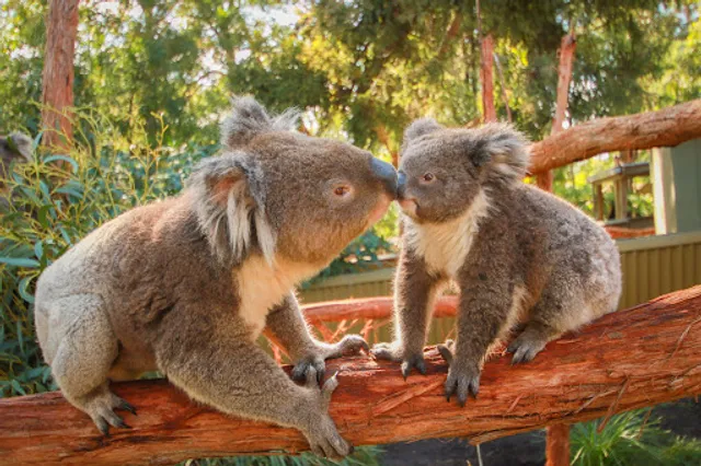 Ballarat Wildlife Park