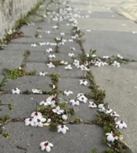 Bayıl bulvarı kiosk