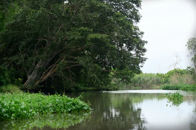walawa jungle river safari