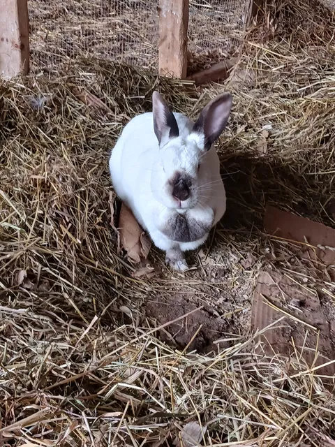 Spruce Hill Township