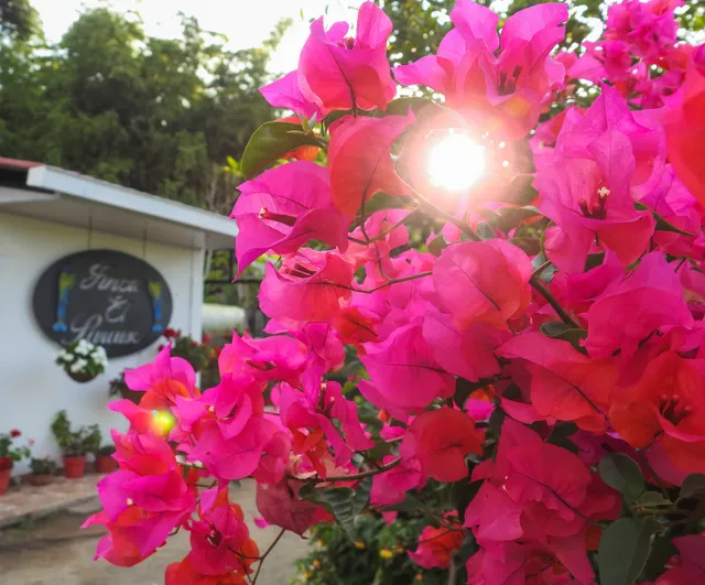 Paradise Coffee Farm