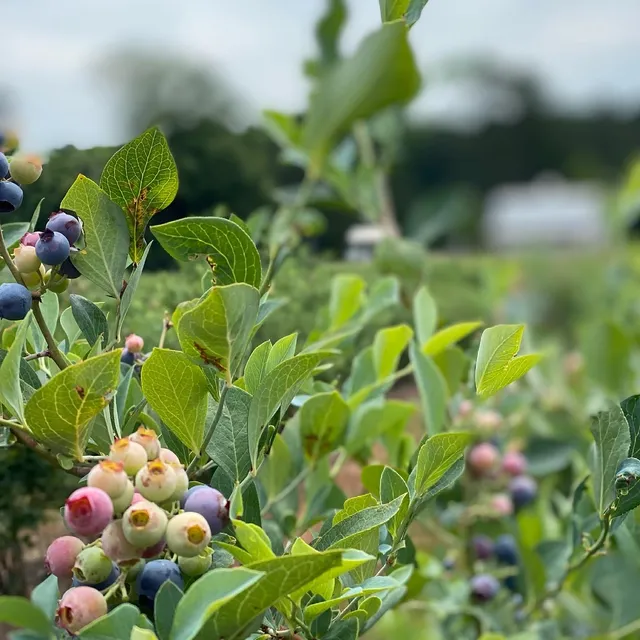 Hadden Estate at DGD Farms