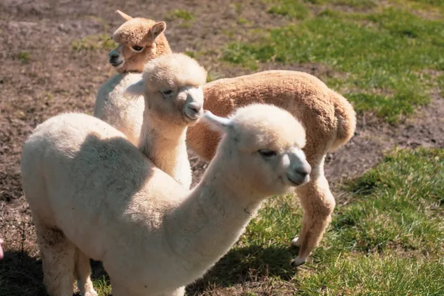 Manna Meadows Alpacas