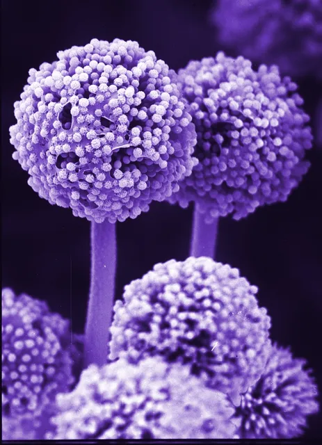 BCN Research Laboratories, Inc.