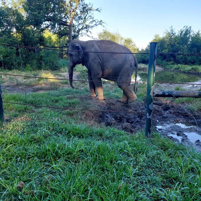 Elephant sanctuary