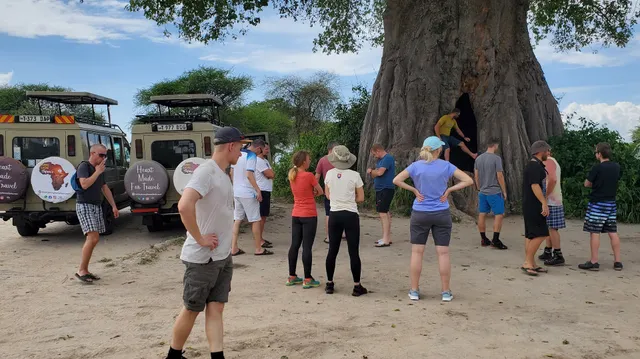 young lion safaris | Tanzania Safaris Packages |Climb Kilimanjaro Packages | Zanzibar Holidays Packages