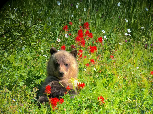 Yellowstone Wild Tours