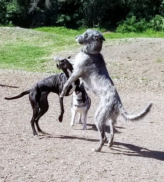 High Bridge Dog Park