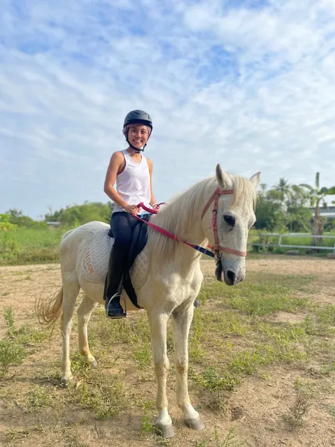 Montana Horse Equestrian