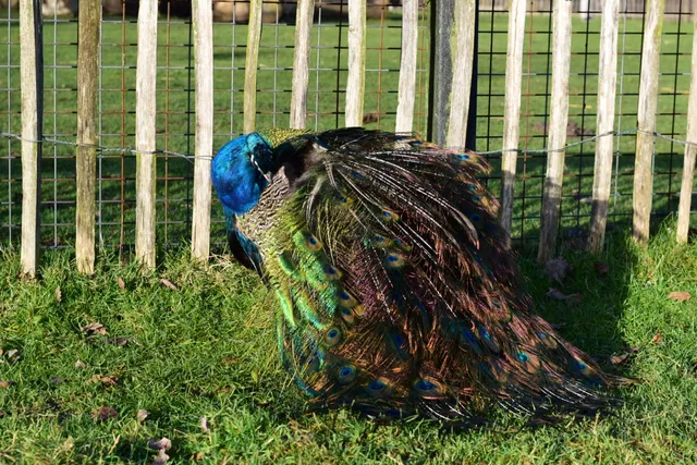 Kinderboerderij de Kraal