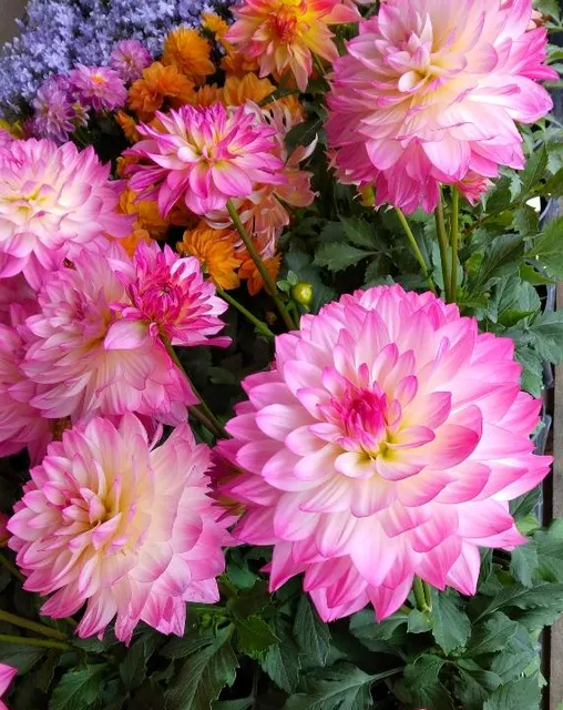 Sugar Valley Produce Auction