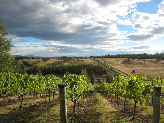 Hawkdun Rise Vineyard Accommodation