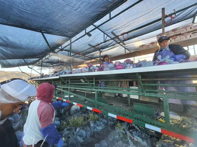 Cal-Organic Grimmway Farms