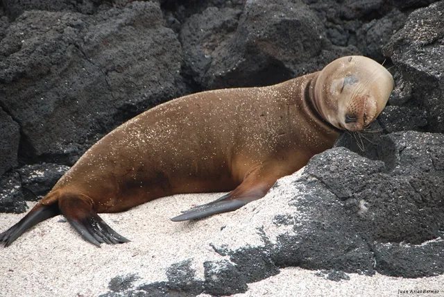 La Loberia Isla Floreana