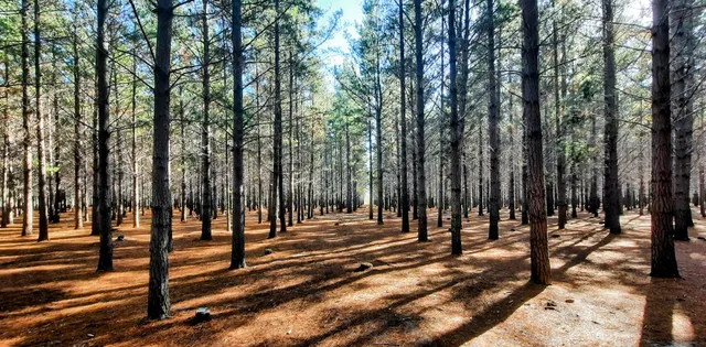 Tokai Lower Plantation