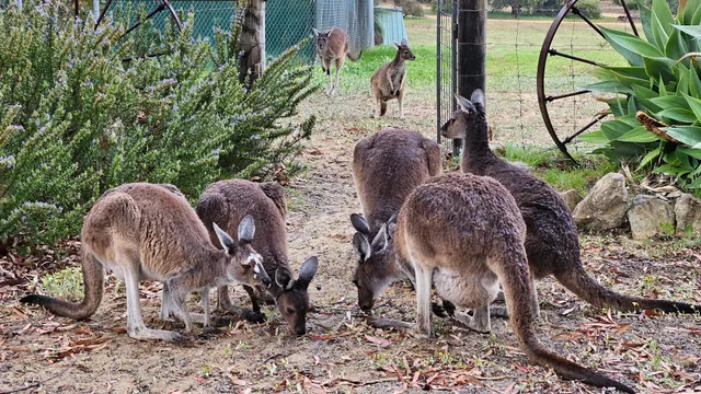 Loveland for Wildlife
