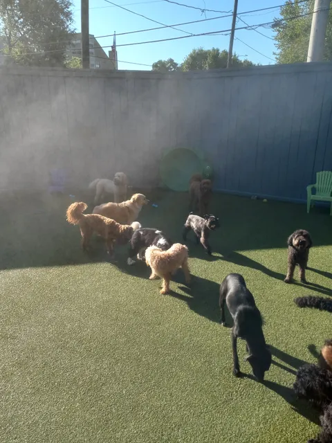 The Best Little Dog House In Texas