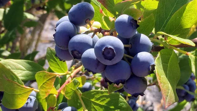 Blueberry Hill Berries