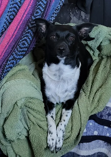 Pacific and Santa Cruz Veterinary Specialists