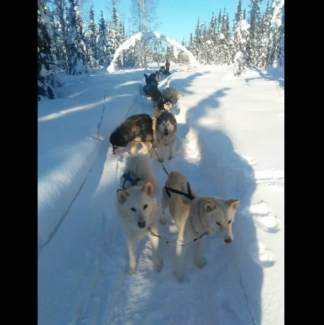 Firewalkers Alaskan Malamute