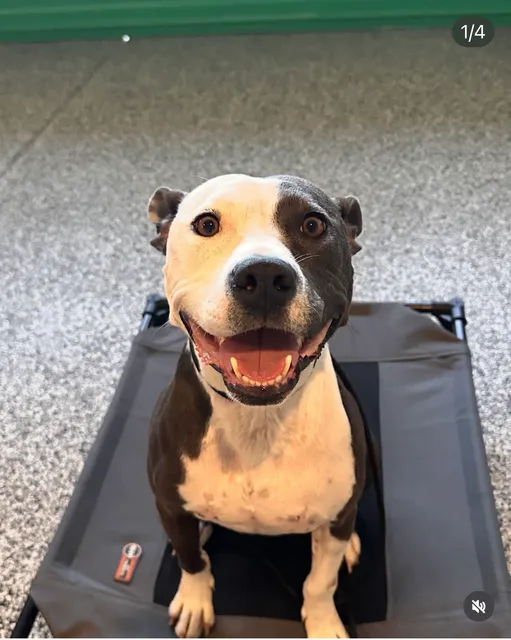 MattyG’s Dog Training