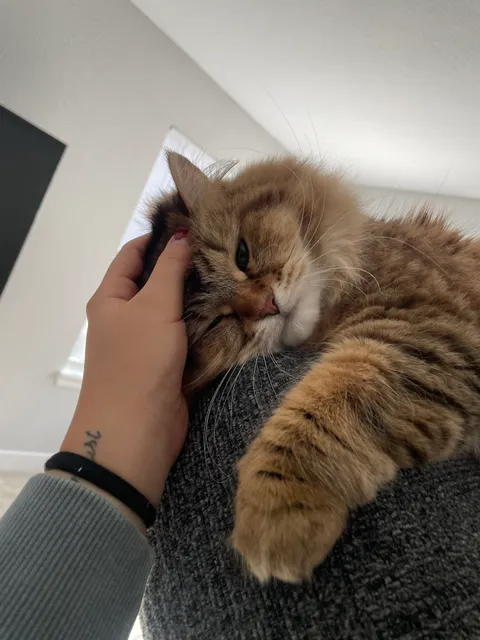 Charodey Siberian Kittens & Cats