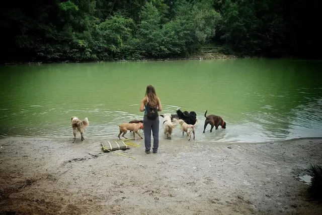 4 Pattes en Vadrouille