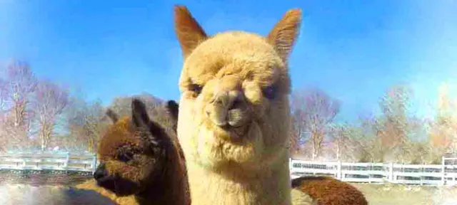 Uinta Alpacas & Farm Store - Open By Appointment, Mon. - Sat.